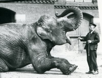 Weiblicher indischer Elefant 